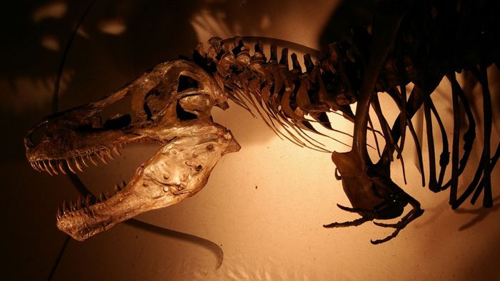 Resultado de imagem para peixes fossilizados por asteroides